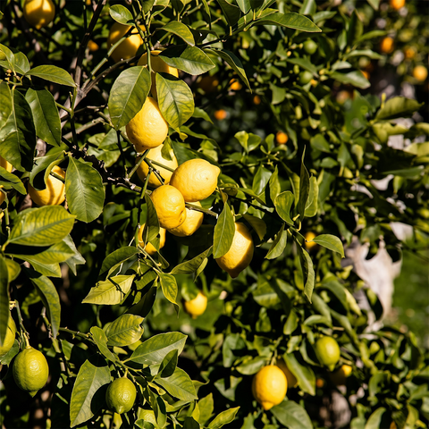 Grown in Hatch, New Mexico
